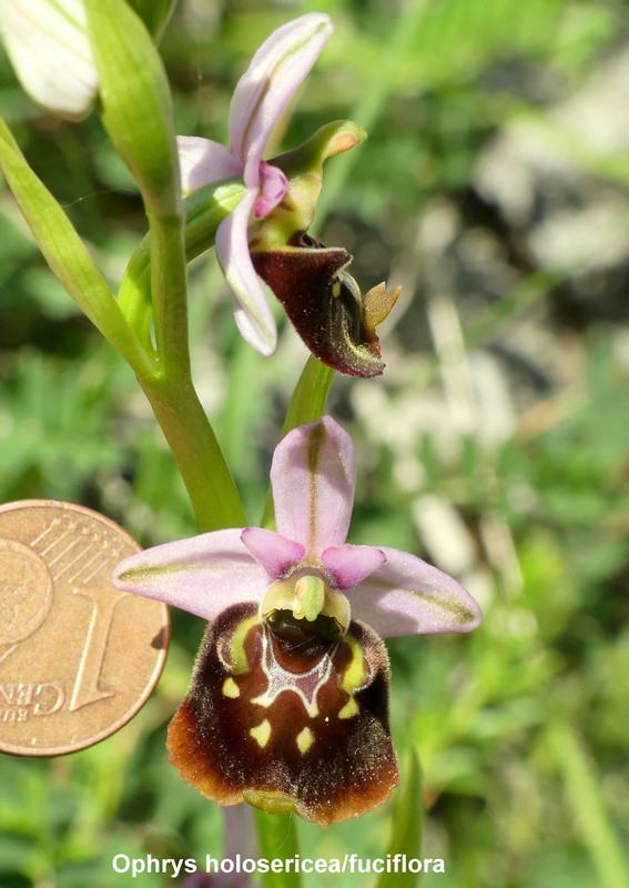 Prime fioriture di orchidee sui Monti della Laga  giugno 2021.